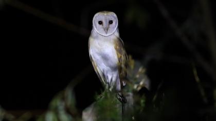 Western Barn Owl