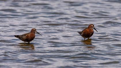 Curlew Sandpiper