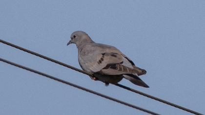 Stock Dove
