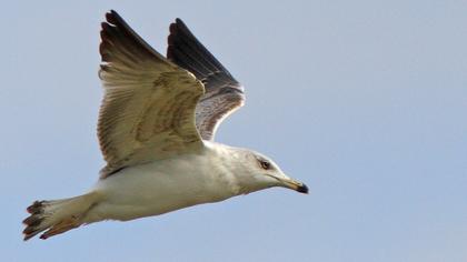 Yellow-legged Gull