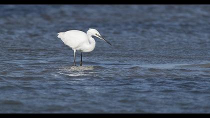 Little Egret
