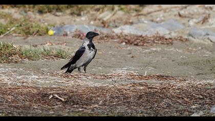 Hooded Crow
