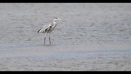 Grey Heron