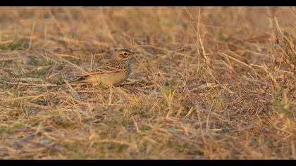 Tawny Pipit