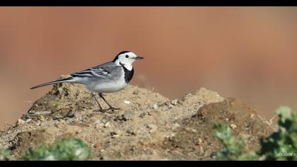 White Wagtail