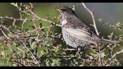 Ring Ouzel