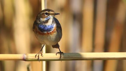 Bluethroat