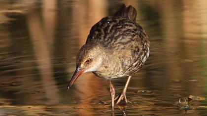 Water Rail