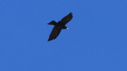 Alpine Chough