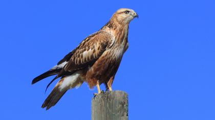 Long-legged Buzzard