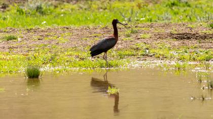 Glossy Ibis