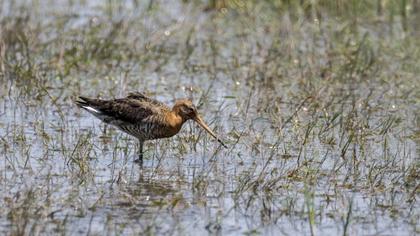 Black-tailed Godwit