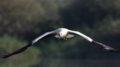 White Stork