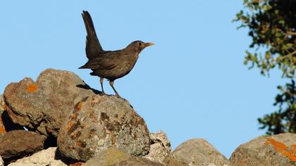 Common Blackbird