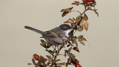 Sardinian Warbler