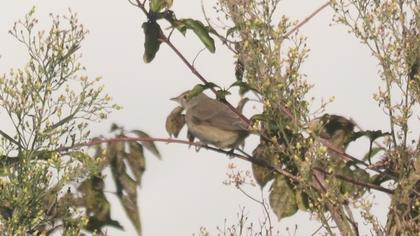 Garden Warbler