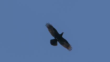Northern Raven