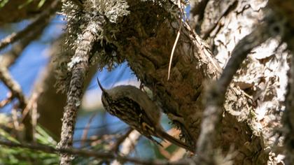 Short-toed Treecreeper