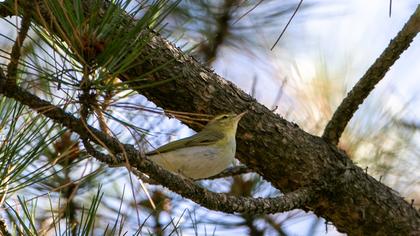Wood Warbler