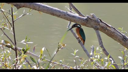 Common Kingfisher