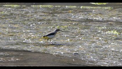 Grey Wagtail