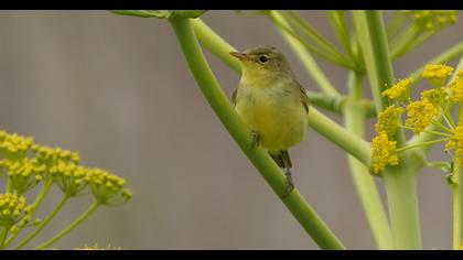 Icterine Warbler
