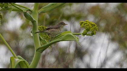 Eastern Olivaceous Warbler
