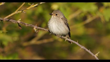 Spotted Flycatcher