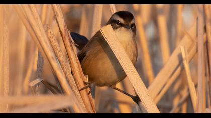 Moustached Warbler