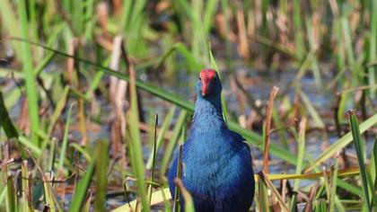 Purple Swamphen