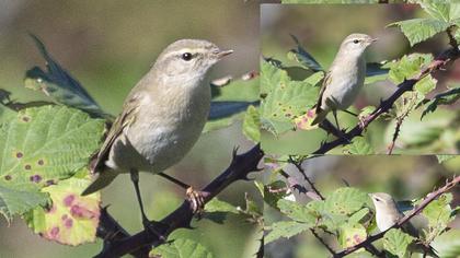 Willow Warbler