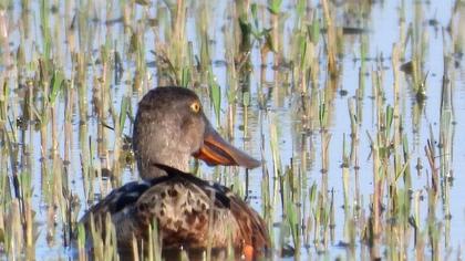 Northern Shoveler