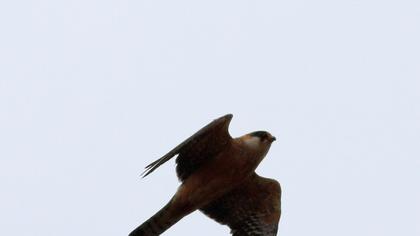 Red-footed Falcon