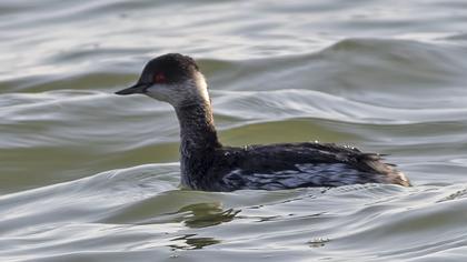 Black-necked Grebe