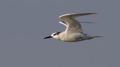 Sandwich Tern