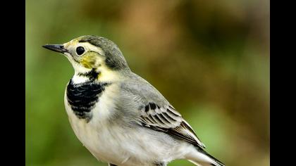 White Wagtail