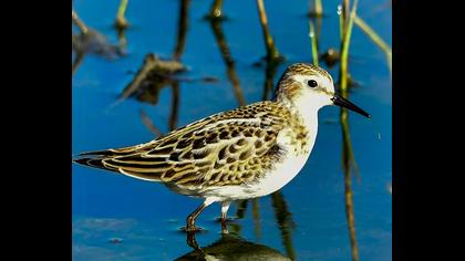Little Stint