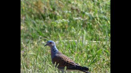 European Turtle Dove