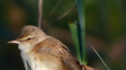 Eurasian Reed Warbler