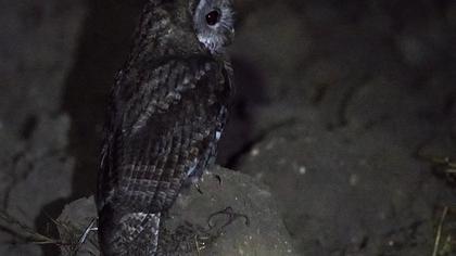 Tawny Owl