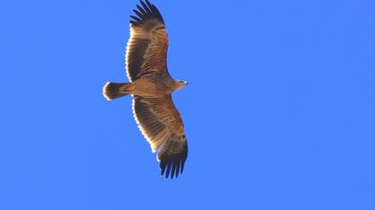 Eastern Imperial Eagle