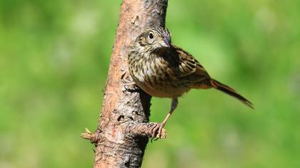 Rock Bunting