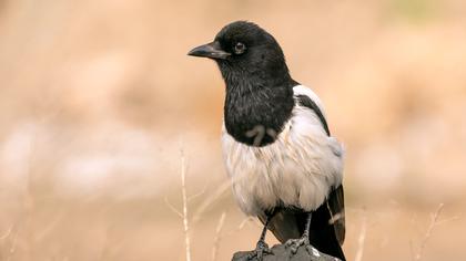 Eurasian Magpie