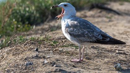 Yellow-legged Gull
