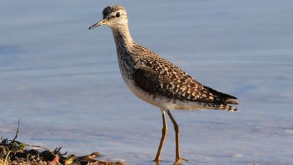 Wood Sandpiper