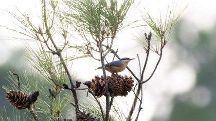 Eurasian Nuthatch