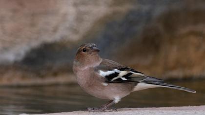 Common Chaffinch