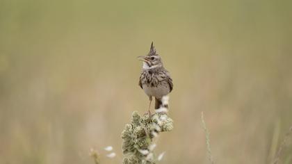 Crested Lark