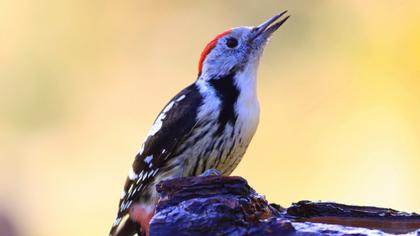 Middle Spotted Woodpecker