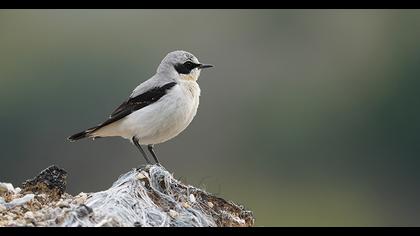 Northern Wheatear
